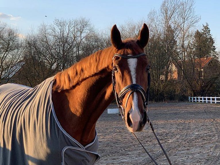 Hanoverian Gelding 5 years 17,1 hh Chestnut-Red in Verden (Aller)