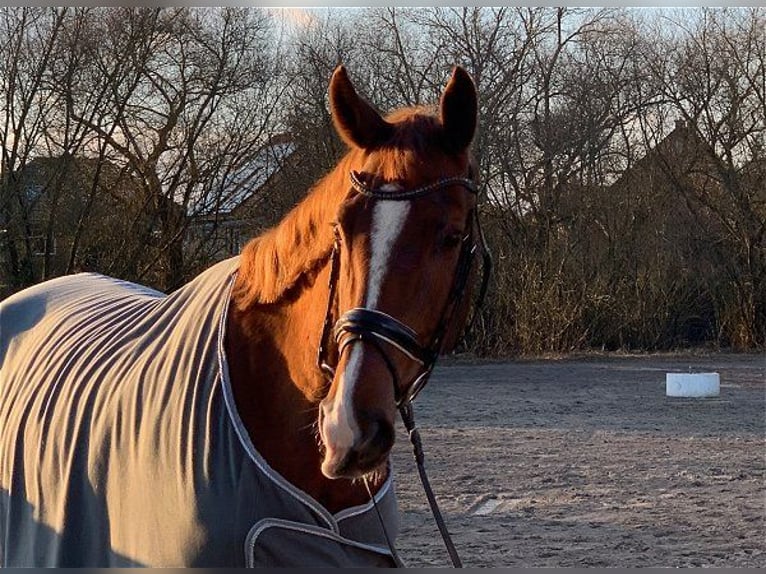 Hanoverian Gelding 5 years 17,1 hh Chestnut-Red in Verden (Aller)