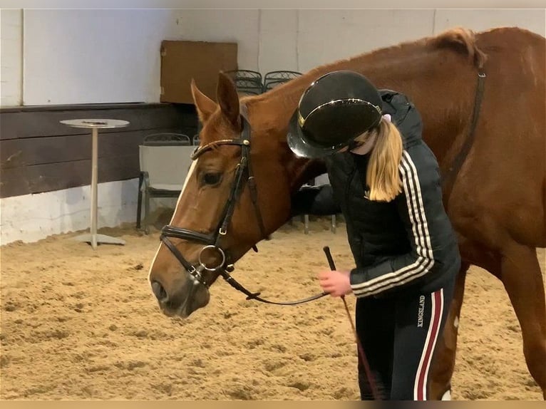 Hanoverian Gelding 5 years 17,1 hh Chestnut-Red in Verden (Aller)