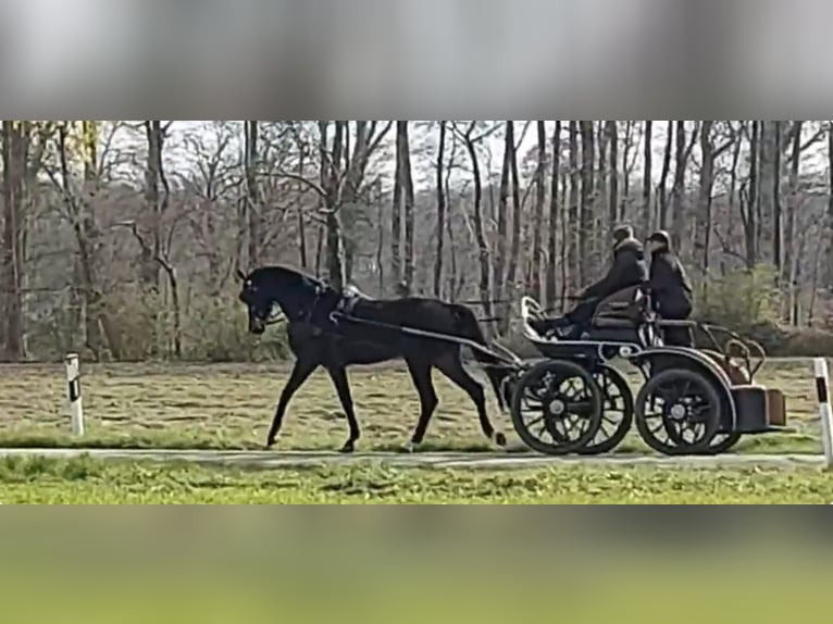 Hanoverian Gelding 5 years 17.2 hh Bay-Dark in Schöppingen