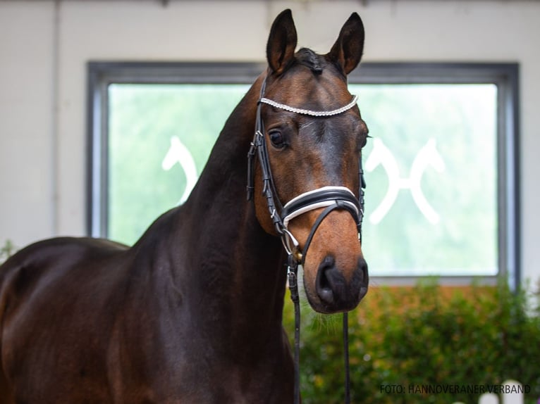 Hanoverian Gelding 5 years 17.2 hh Bay-Dark in Verden