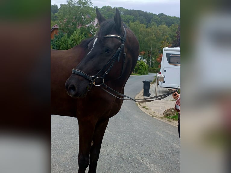Hanoverian Gelding 5 years 17.2 hh Black in Dingelstädt