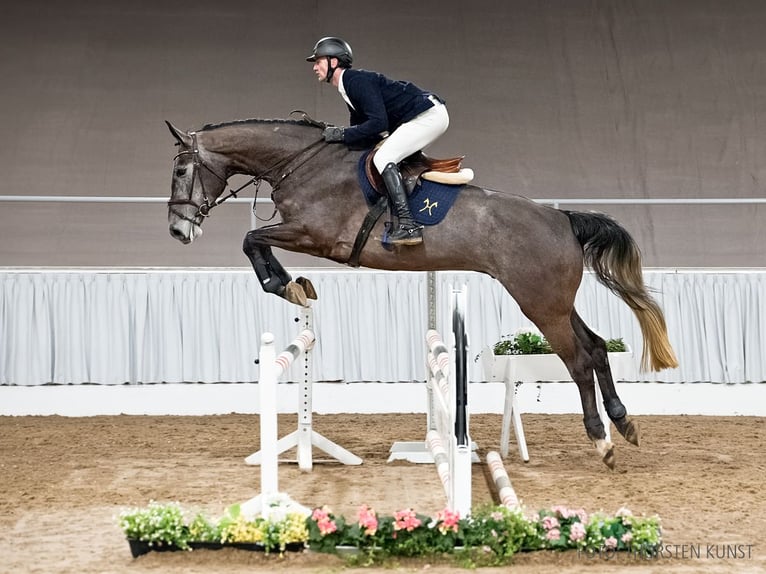 Hanoverian Gelding 5 years 17.2 hh Grey in Verden