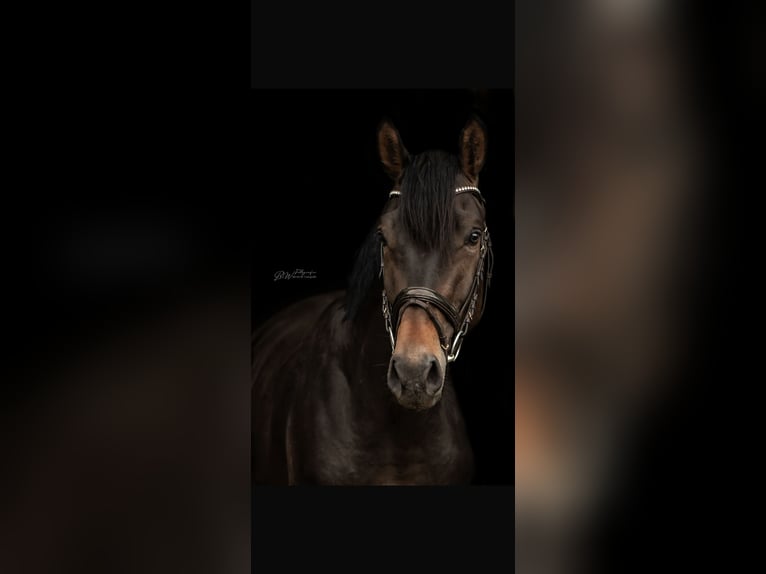 Hanoverian Gelding 5 years 17 hh Bay-Dark in Barntruprup