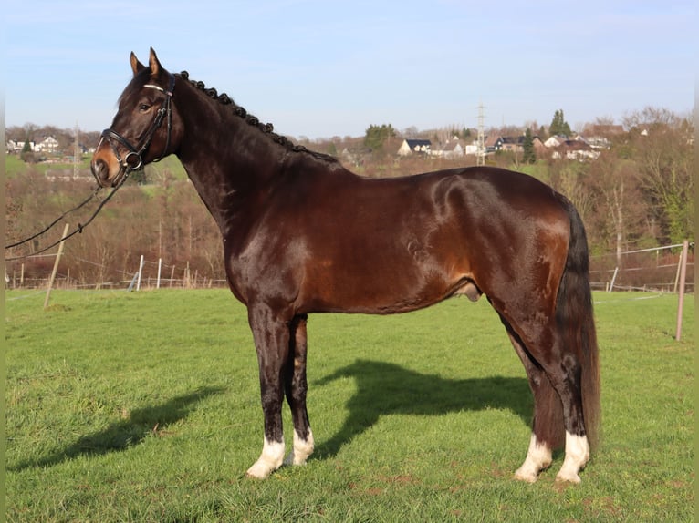 Hanoverian Gelding 5 years 17 hh Bay-Dark in Burscheid