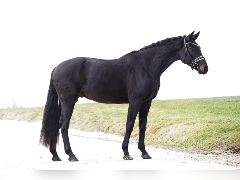 Hanoverian Gelding 5 years 17 hh Bay-Dark in Gleichen