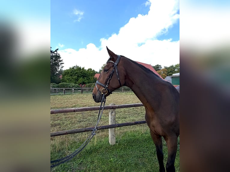Hanoverian Gelding 5 years 17 hh Bay-Dark in Balge