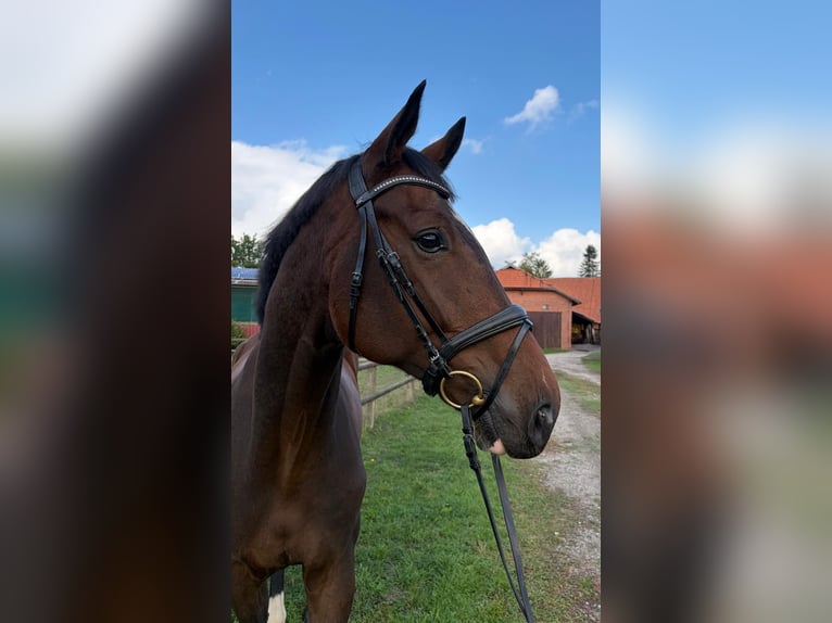 Hanoverian Gelding 5 years 17 hh Bay-Dark in Balge