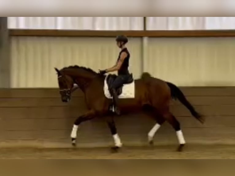 Hanoverian Gelding 5 years 17 hh Bay-Dark in Balge