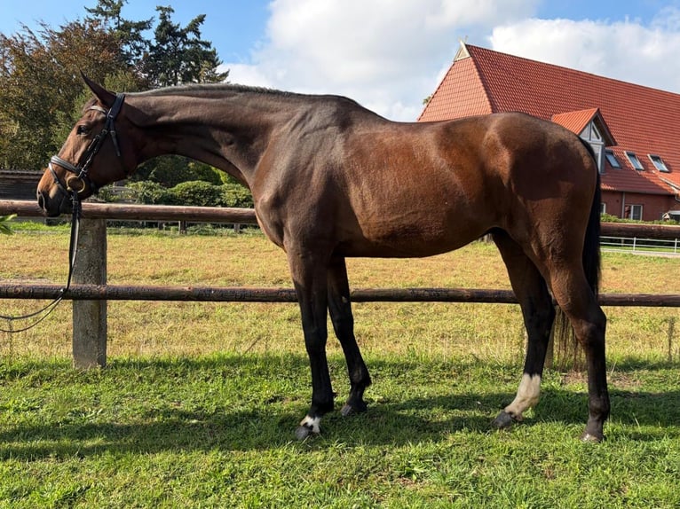 Hanoverian Gelding 5 years 17 hh Bay-Dark in Balge