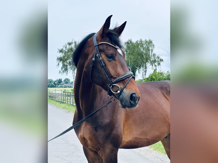 Hanoverian Gelding 5 years 17 hh Bay-Dark in Hohenhameln