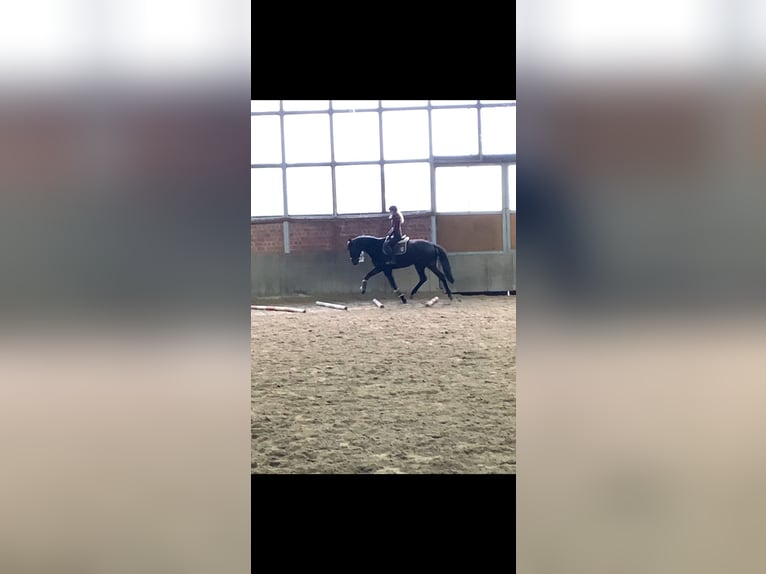 Hanoverian Gelding 5 years 17 hh Bay-Dark in Hattingen