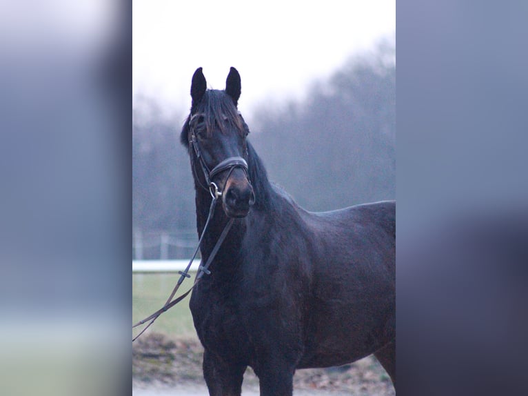 Hanoverian Gelding 5 years 17 hh Bay-Dark in Hattingen