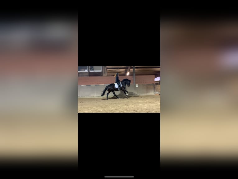 Hanoverian Gelding 5 years 17 hh Bay-Dark in Hattingen