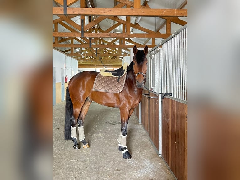 Hanoverian Gelding 5 years 17 hh Bay-Dark in Valdemoro