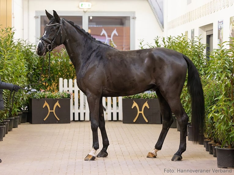 Hanoverian Gelding 5 years 17 hh Bay-Dark in Verden