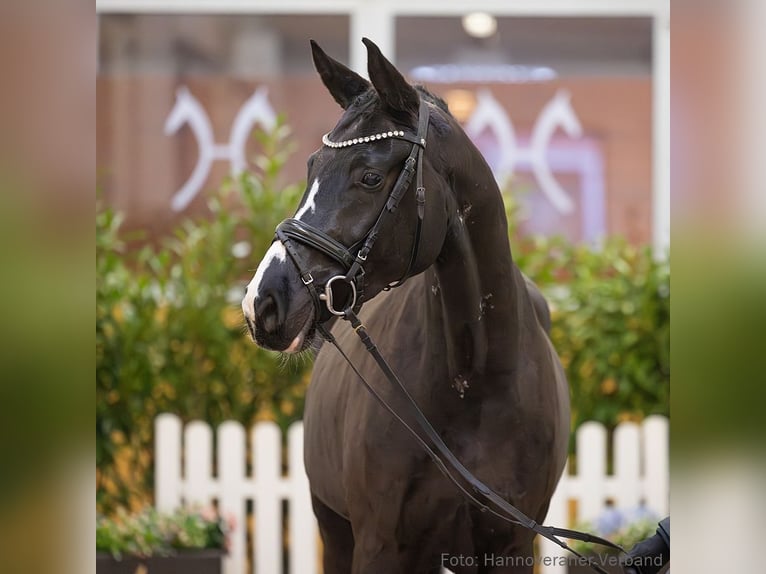 Hanoverian Gelding 5 years 17 hh Bay-Dark in Verden