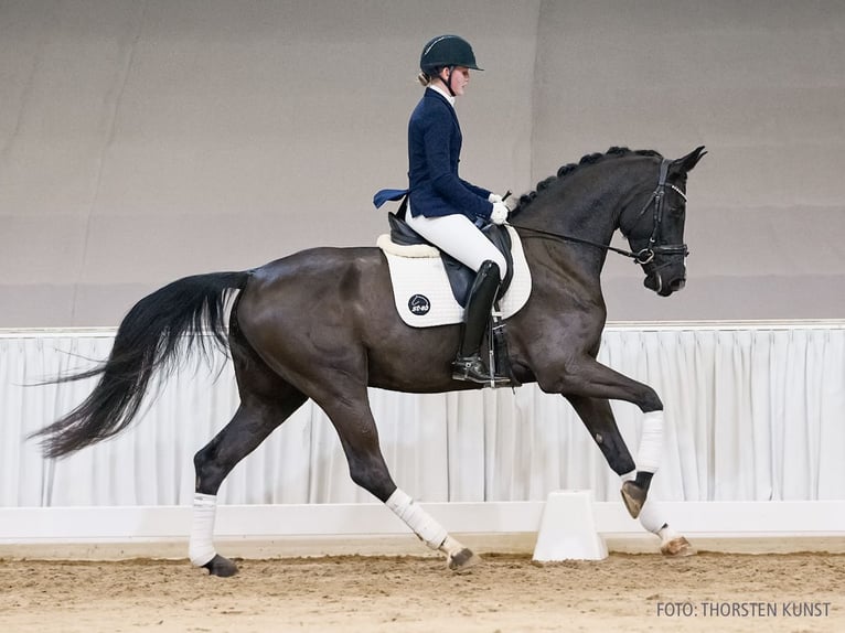 Hanoverian Gelding 5 years 17 hh Bay-Dark in Verden