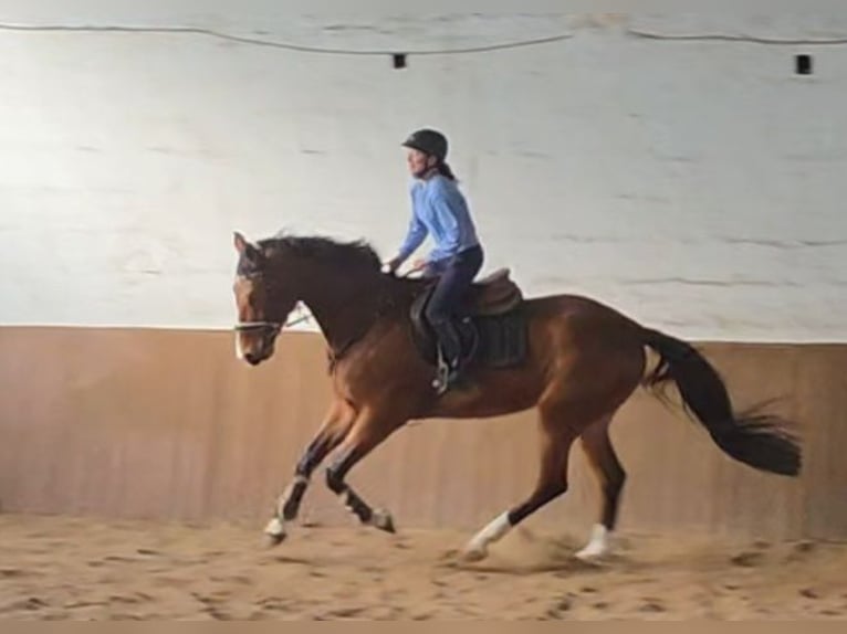 Hanoverian Gelding 5 years 17 hh Bay-Dark in Braunschweig