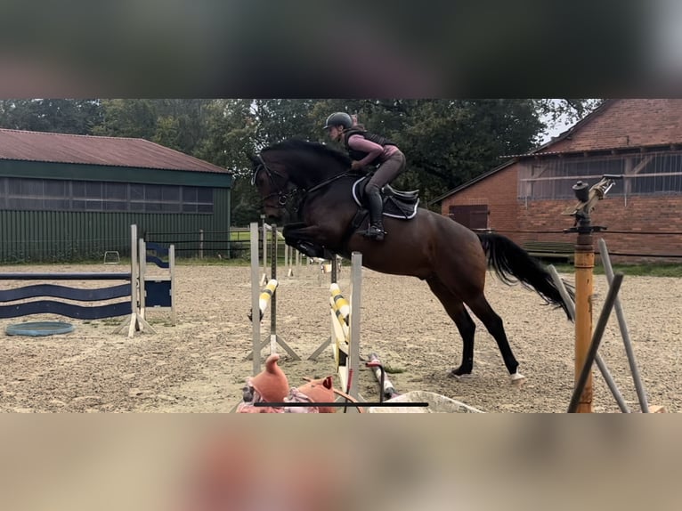 Hanoverian Gelding 5 years 17 hh Bay-Dark in Wietzen