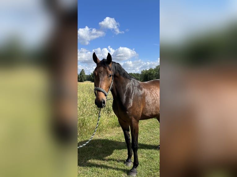 Hanoverian Gelding 5 years 17 hh Bay-Dark in Wietzen