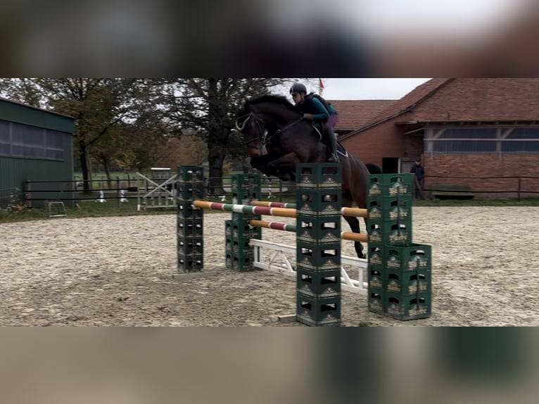 Hanoverian Gelding 5 years 17 hh Bay-Dark in Wietzen