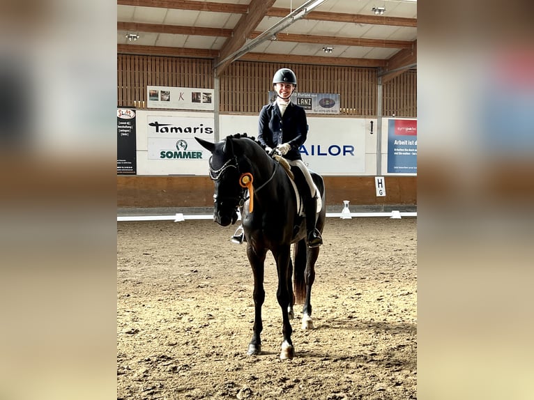 Hanoverian Gelding 5 years 17 hh Black in Börrstadt