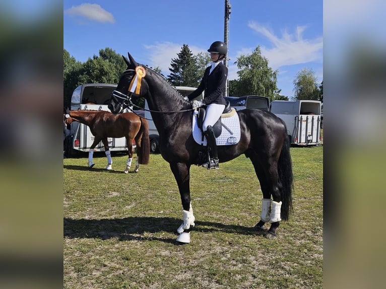 Hanoverian Gelding 5 years 17 hh Black in KirchlintelnKirchlinteln