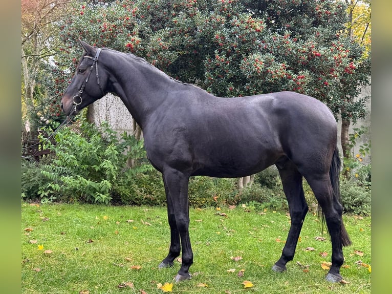 Hanoverian Gelding 5 years 17 hh Black in Cuxhaven Hanoverian Gelding 5 years 17 hh Black in Cuxhaven