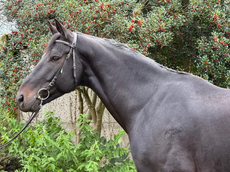 Hanoverian Gelding 5 years 17 hh Black in Cuxhaven Hanoverian Gelding 5 years 17 hh Black in Cuxhaven