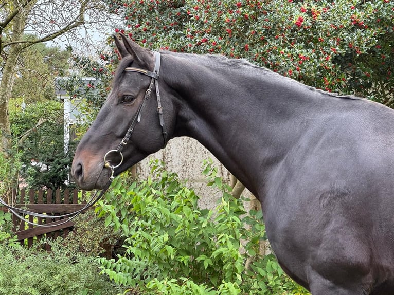 Hanoverian Gelding 5 years 17 hh Black in Cuxhaven Hanoverian Gelding 5 years 17 hh Black in Cuxhaven