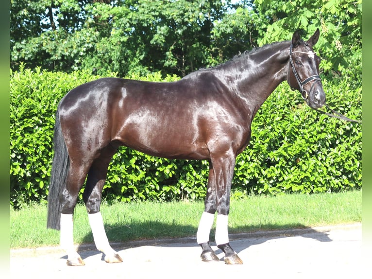 Hanoverian Gelding 5 years 17 hh Black in Selsingen