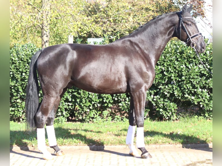 Hanoverian Gelding 5 years 17 hh Black in Selsingen