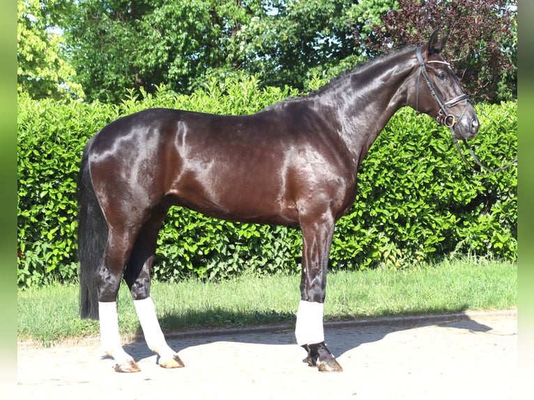 Hanoverian Gelding 5 years 17 hh Black in Selsingen