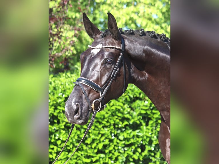 Hanoverian Gelding 5 years 17 hh Black in Selsingen