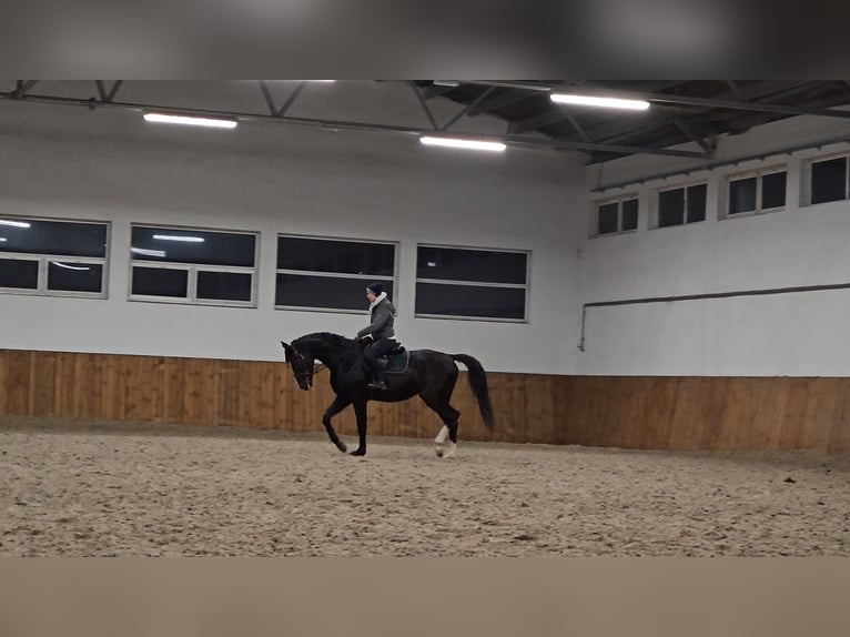 Hanoverian Mix Gelding 5 years 17 hh Black in Nowy Dwór Gdański