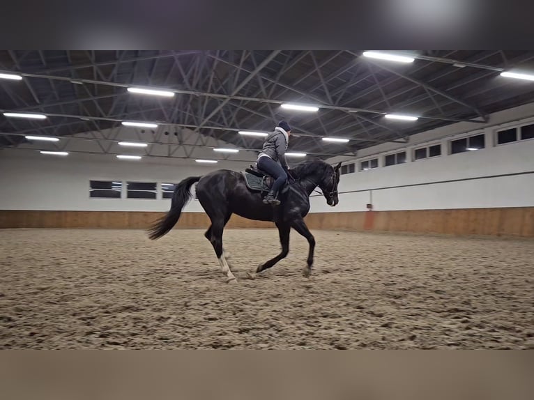 Hanoverian Mix Gelding 5 years 17 hh Black in Nowy Dwór Gdański