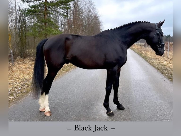 Hanoverian Mix Gelding 5 years 17 hh Black in Nowy Dwór Gdański