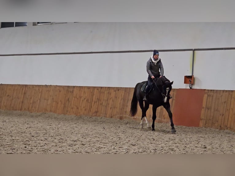 Hanoverian Mix Gelding 5 years 17 hh Black in Nowy Dwór Gdański