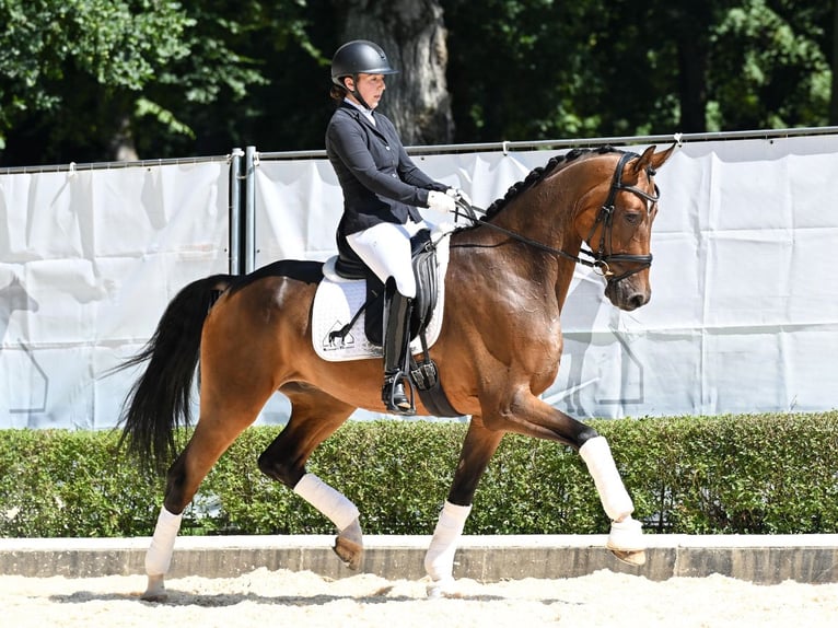 Hanoverian Gelding 5 years 17 hh Brown in Bad Bevensen