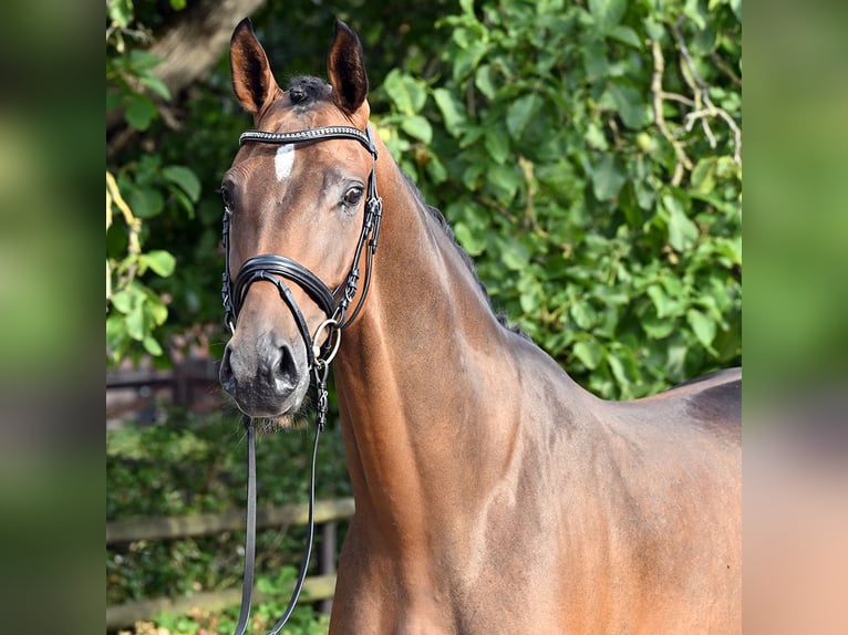 Hanoverian Gelding 5 years 17 hh Brown in Bad Bevensen