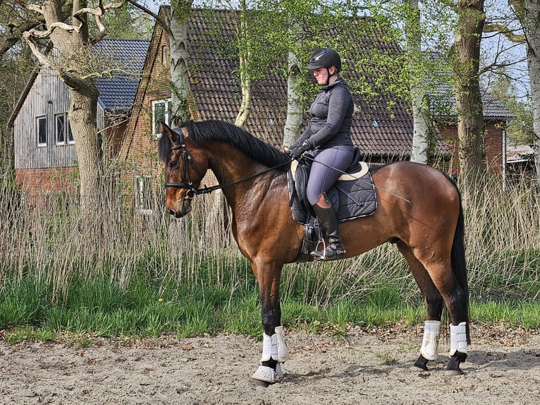 Hanoverian Gelding 5 years 17 hh Brown in Beverstedt