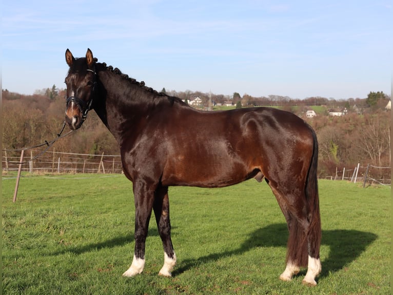Hanoverian Gelding 5 years 17 hh Brown in Burscheid
