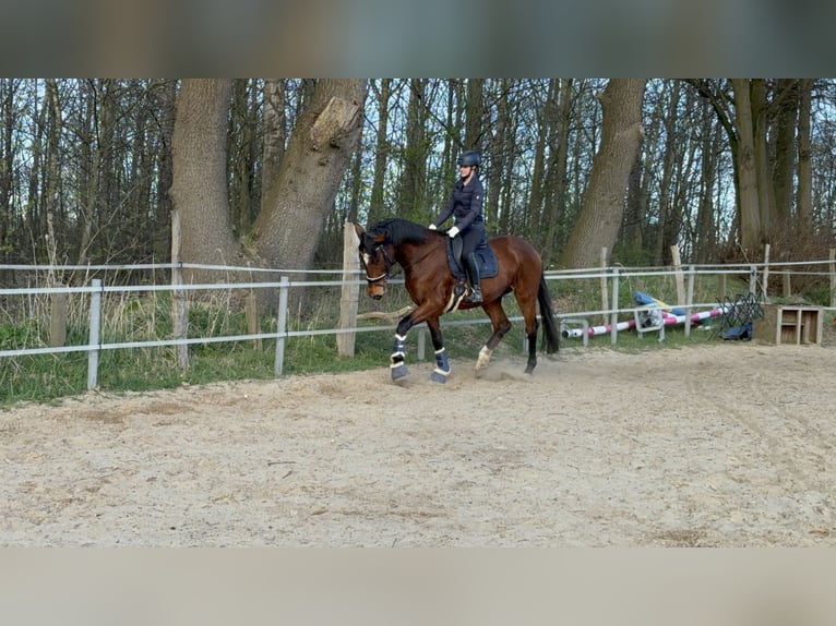 Hanoverian Gelding 5 years 17 hh Brown in Barsbüttel