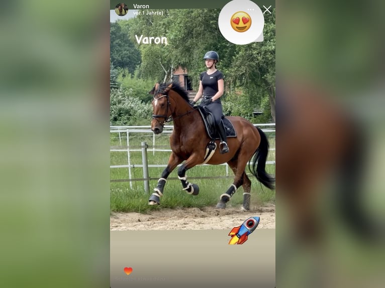 Hanoverian Gelding 5 years 17 hh Brown in Barsbüttel