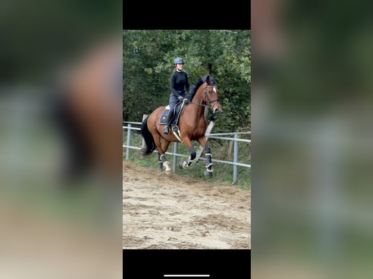 Hanoverian Gelding 5 years 17 hh Brown in Barsbüttel
