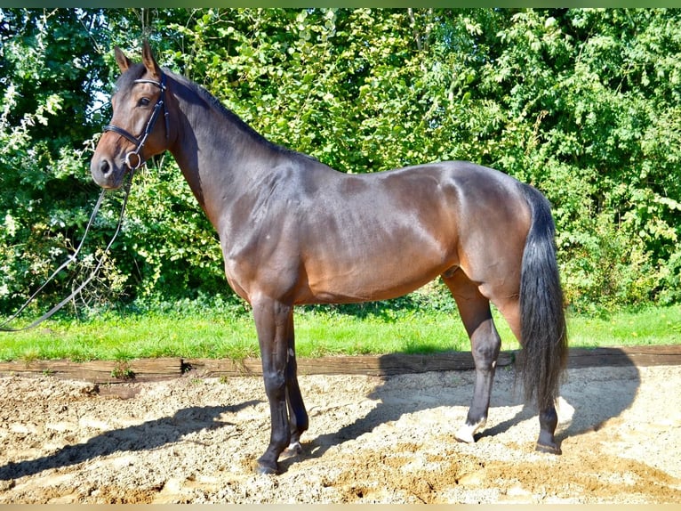 Hanoverian Gelding 5 years 17 hh Brown in Wedemark