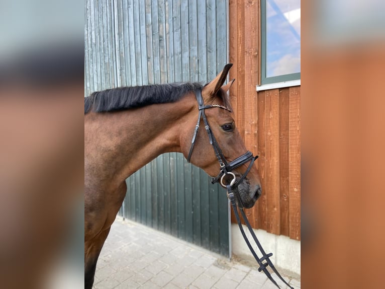 Hanoverian Gelding 5 years 17 hh Brown in Meckenbeuren