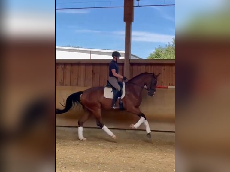 Hanoverian Gelding 5 years 17 hh Brown in Nettetal/Germany