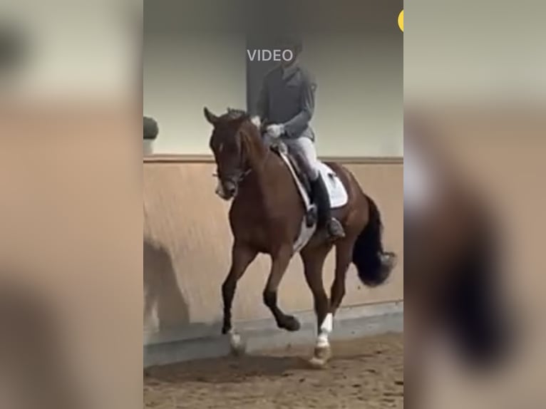 Hanoverian Gelding 5 years 17 hh Brown in Nettetal/Germany